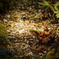 Sonidos De Lluvia y Tormentas、Música relajante con sonidos de la naturaleza、Massagem Guru - Un Amanecer Inocente