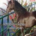 Mi Rancho Llanero