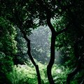 Rain and Water Sounds、Rainforest Sounds - Rainfall Sounds
