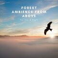 Forest Ambience From Above For Day & Night