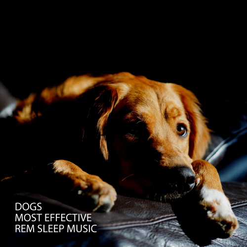 Dog Music Therapy、Sounds Dogs Love、Dog Music - Rain Hypnotic Puppy Music