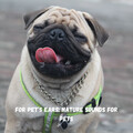 For Pet’s Ears: Nature Sounds for Pets