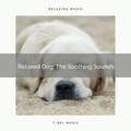 1 Relaxed Dog: The Soothing Sound