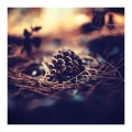 Animal and Bird Songs、Dormir Bien、Music for Dog's Ears - Lonseome Cricket