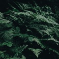#Sonidos Relajantes De La Naturaleza