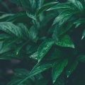 Pacifying Melodies | Deep Sleep