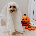 yt music - Dogs love