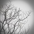 Black Months