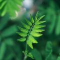 晓玲珑 - 艾老师教师节快乐