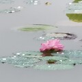 静听燕语 - 白发与容颜