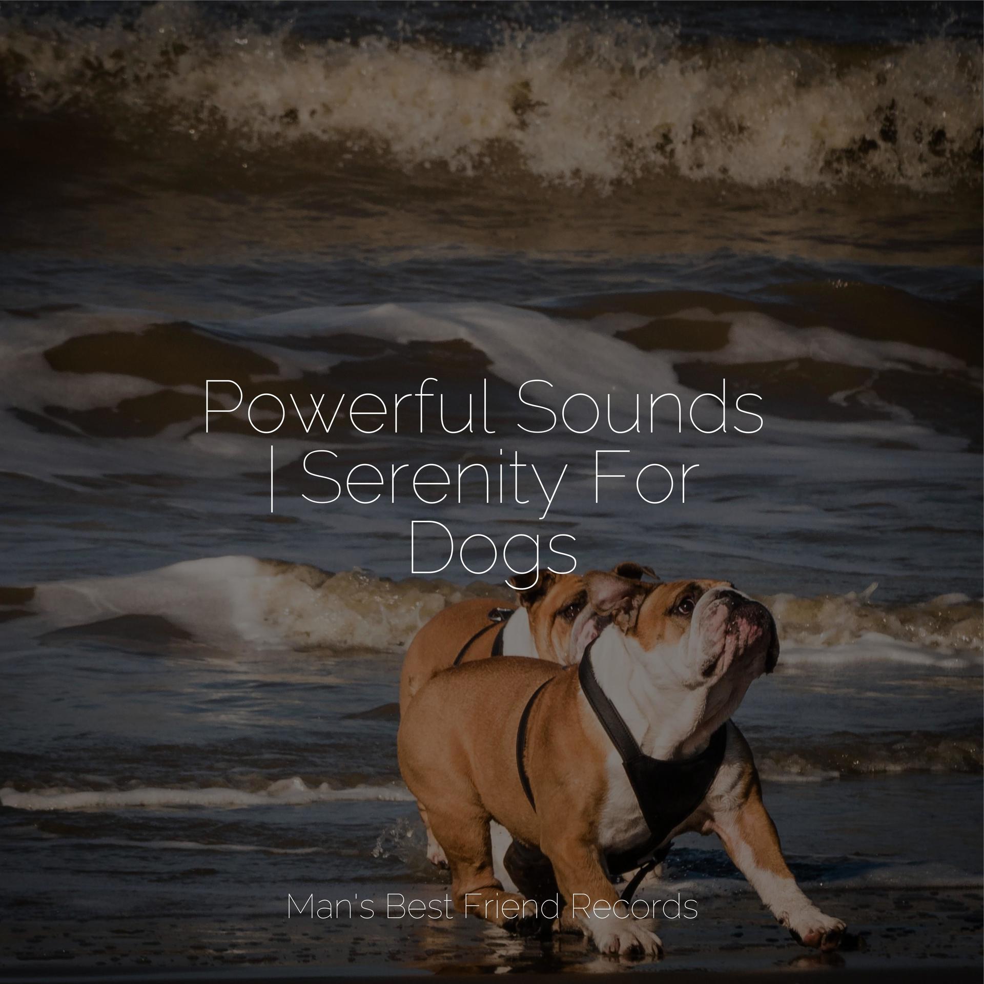 Calm Doggy、Pet Care Club、Music For Dogs - Healing Music