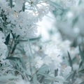 旭枫音乐社 - 重生