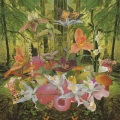 Monster Rally - Orchids