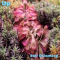 UP - Star Dr3am1ng