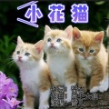 小花猫 (伴奏)