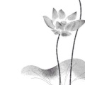 古筝月晴 - 一声佛号一声心