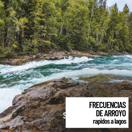 Sonido Del Bosque y Naturaleza、Ondas Alfa Puras、Música ambiental relajante - Spring Dusk