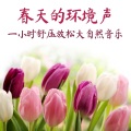 纯春天的音乐 - 春天爱情和樱花