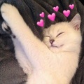 Cat Music Cat、Cat Music、Cat Music Experience、Music For Cats - Cat Music Yoga
