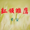红领雏鹰