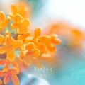 絢香 - キンモクセイ