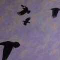 Crowed