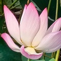 阿亮 - 指纹