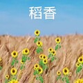稻香