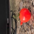 Starblast - Does that tomato have a nose
