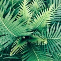 Peaceful Songs | Peaceful Mind