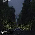 Benlon、Pop Mage、Adam Young - Fireflies