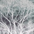 Mandarin - Lost and Found