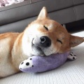 听着听着就睡着了