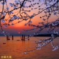 成哥 - 苔