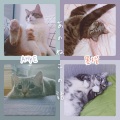 AHKE、墨橙 - あのねこの話