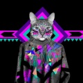 House Cat (Meow-MiXX)