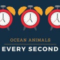 Ocean Animals - Pied