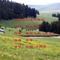 罗锡贵、红陌 - 喀拉骏的绝代芳华 (对唱版)