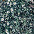 Vane - clover