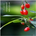 小T - 苦行僧