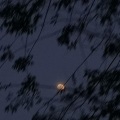潘周林 - 盛夏的剩下 (纯音乐)