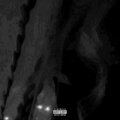 SEVAKI、Herb - 813 (feat. HERB)(Explicit)