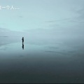 绵羊 - 麦田