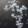 苏可可、虞姬、圈妹、MC另类鹏 - 桃花初绽