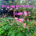 SiSSi - Beauty By Nature