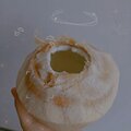狗纸
