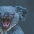 Vibe2Vibe、Elusive Panther、Rachel Jones - Koala Equator