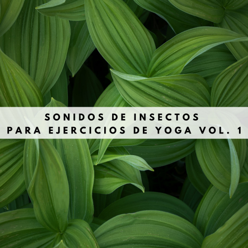 Música relajante con sonidos de la naturaleza、Naturaleza FX、Yoga - Bichos De Árbol