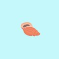 DV - Sea Shell