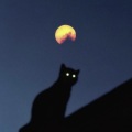 An_early_night - 周